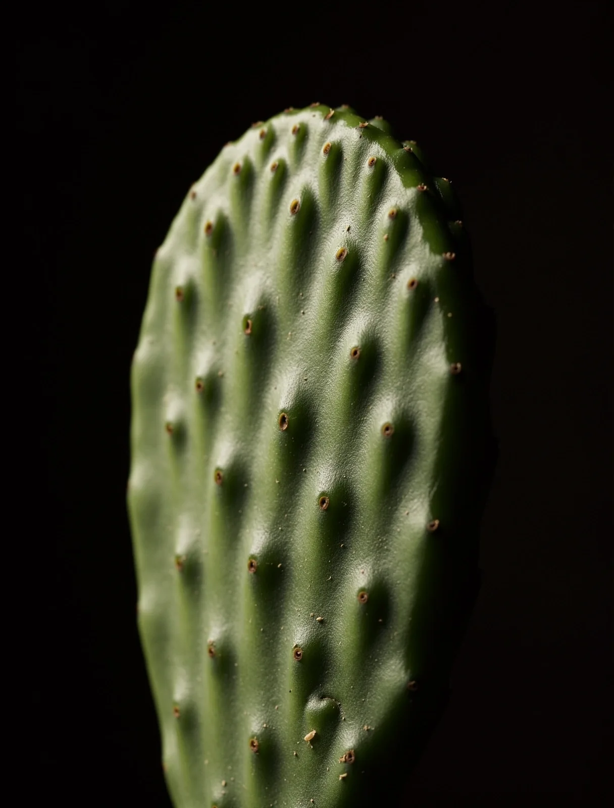 Detalle botánico de nopal